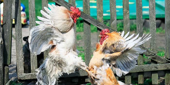 การปราบวงแหวนการชกมวยไก่ของกรมความมั่นคงแห่งชาติบนดินแดนสหรัฐ
