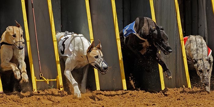 GBGB ปฏิเสธการห้ามการแข่งขัน Greyhound ของรัฐมินิสเวลส์